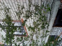 Нет заданного изображения 