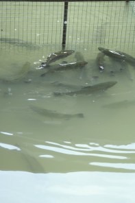 forel
